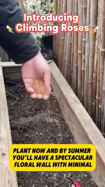 Elegant Climbing Rose Flower Seeds - NeworldStore