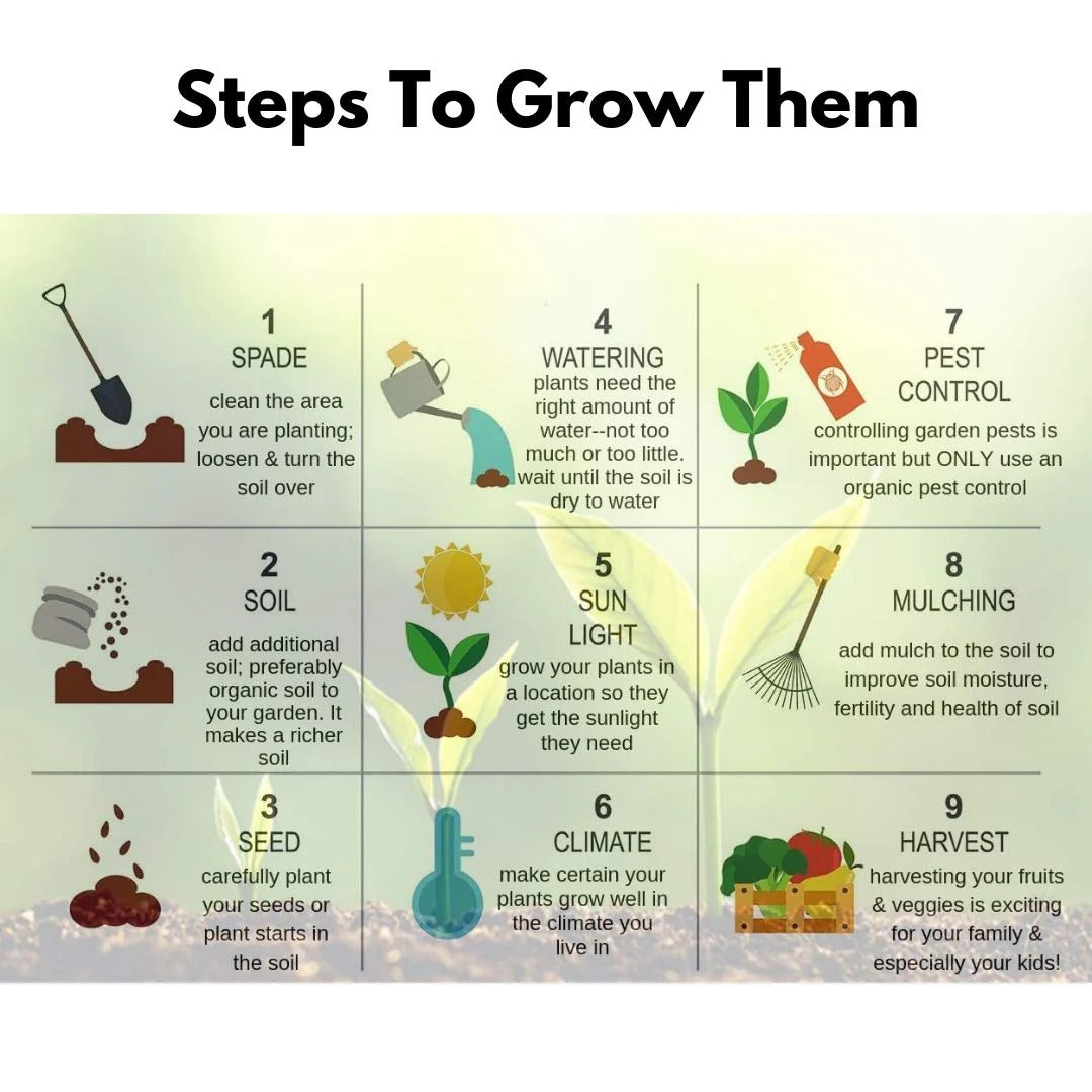 Elegant Climbing Rose Flower Seeds - NeworldStore