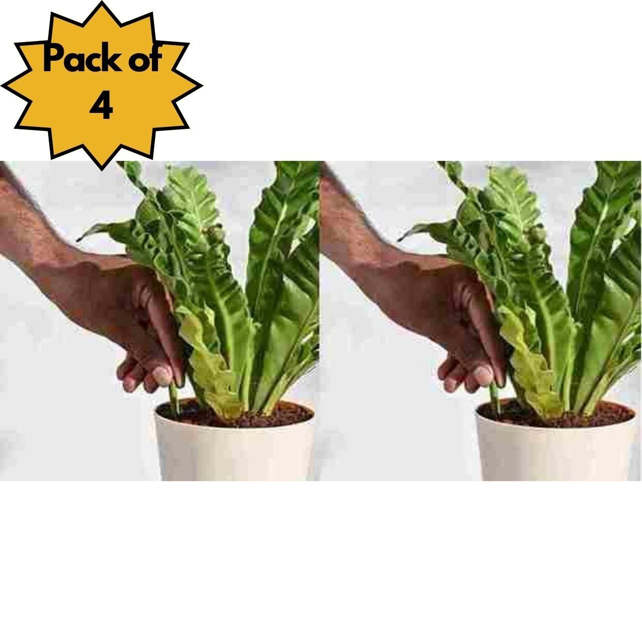 Plant Grow Fertilizer Sticks For Plants - 50 Stick Pack of 2 & 4 - NeworldStore