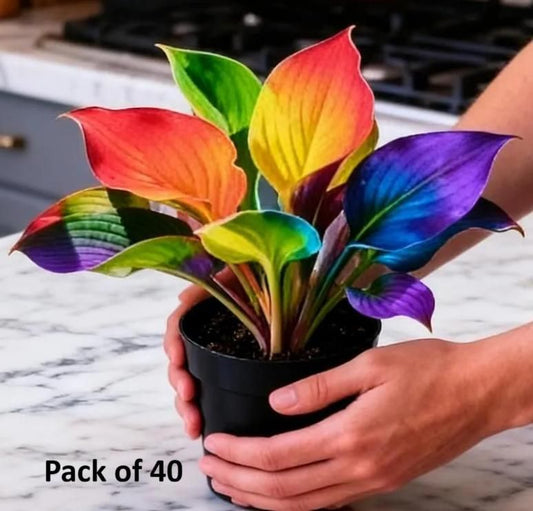 Color Symphony Hostas with Plant Growth Serum (Pack of 40)