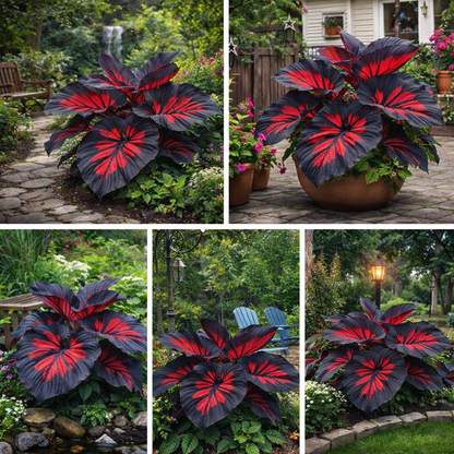 UrbanShade™ Hosta Plant Seeds