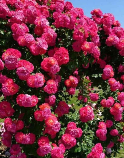 Elegant Climbing Rose Flower Seeds - NeworldStore