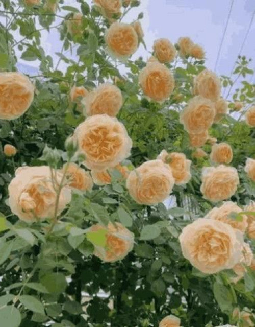 Elegant Climbing Rose Flower Seeds - NeworldStore