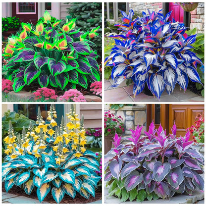 UrbanShade™ Hosta Plant Seeds