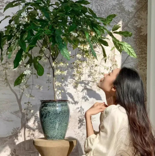 Double Jasmine Seeds