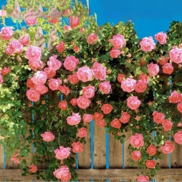 Elegant Climbing Rose Flower Seeds - NeworldStore