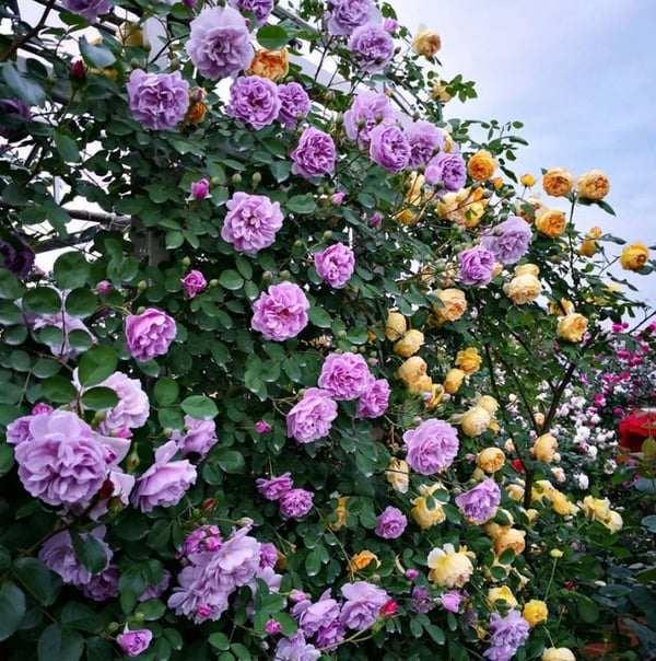 Elegant Climbing Rose Flower Seeds - NeworldStore