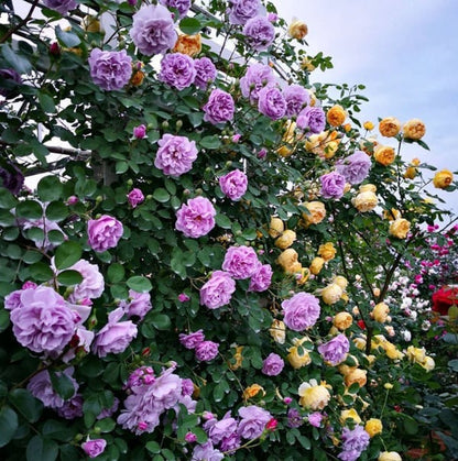 Elegant Climbing Rose Flower Seeds - NeworldStore